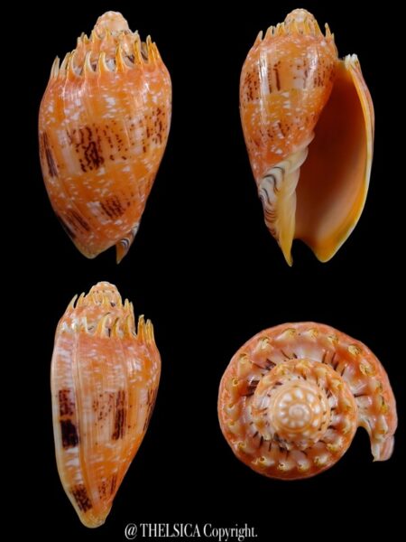Cymbiola irvinae 59,2 mm Gem-0