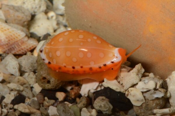 Cribrarula cumingii cumingii 17,3 mm Gem-0