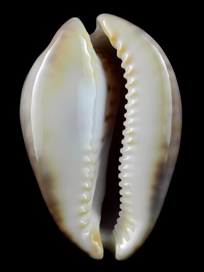 Zoila venusta roseopunctata 71,7 mm Gem-23934