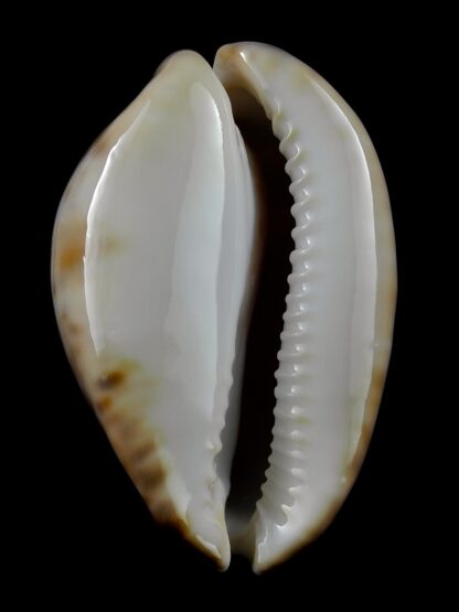 Zoila venusta roseopunctata 75,1 mm Gem-23944