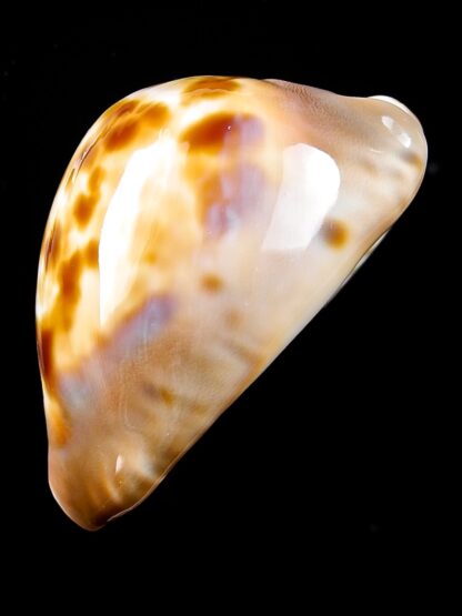 Zoila venusta roseopunctata ..Gold.... 66,8 mm F+++/Gem(-)-23917