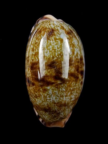 Talostolida pellucens 36,8 mm Gem-24668