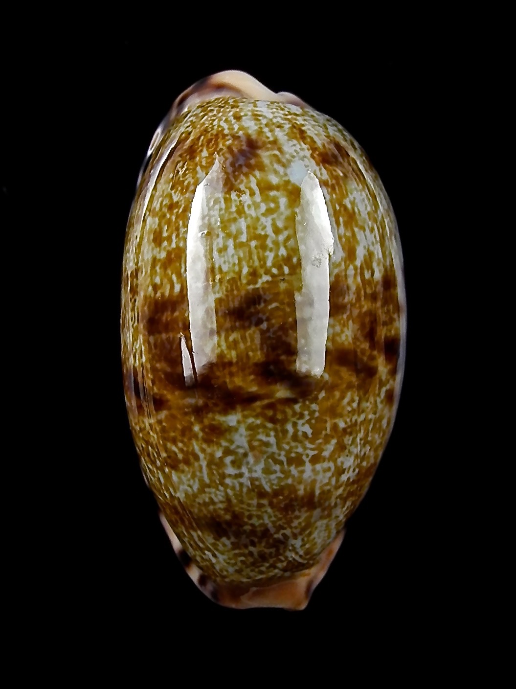 Talostolida pellucens 36,8 mm Gem - Thelsica