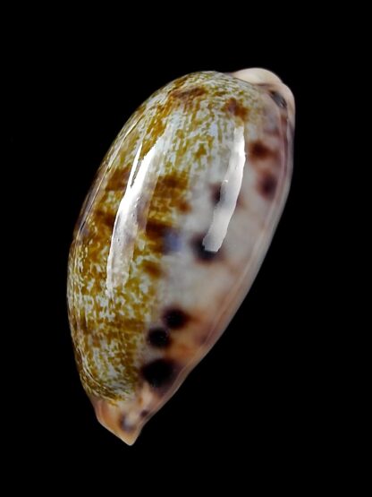 Talostolida pellucens 36,8 mm Gem-24671