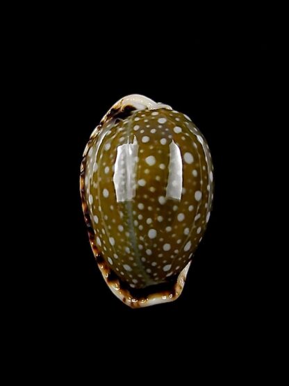 Naria labrolineata nashi 19,2 mm Gem-24613