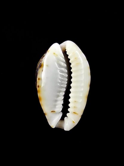 Naria labrolineata nashi 19,2 mm Gem-24614