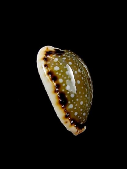 Naria labrolineata nashi 19,2 mm Gem-24616