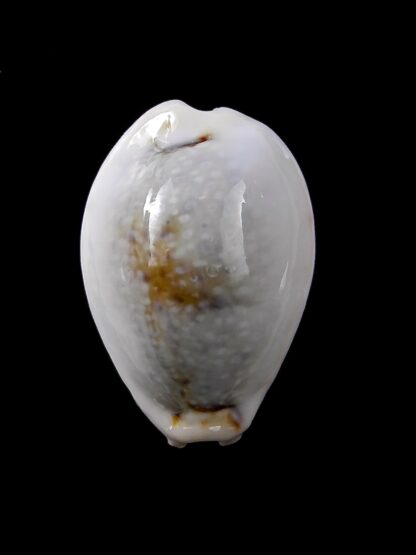 Cypraea boivinii f. cuatoni 27,5 mm Gem-24512