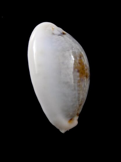 Cypraea boivinii f. cuatoni 27,5 mm Gem-24515