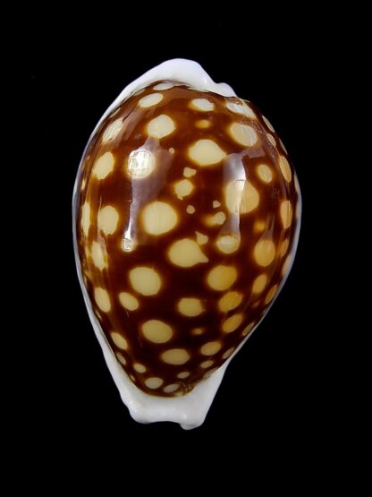 Cypraea exmouthensis magnifica. 34,3 mm F++-24059
