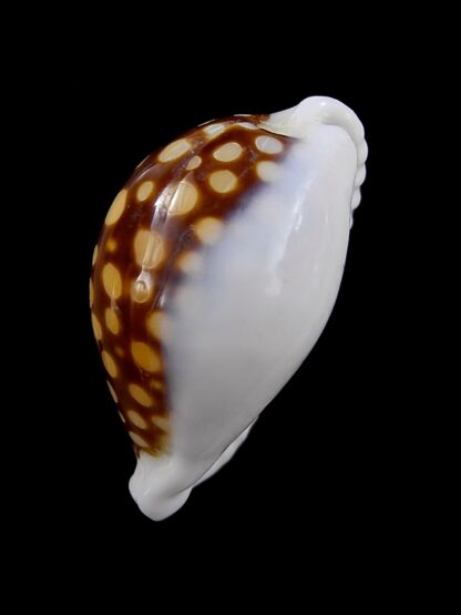 Cypraea exmouthensis magnifica. 34,3 mm F++-24061