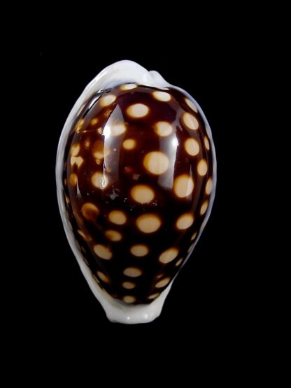 Cypraea exmouthensis magnifica. 32,7 mm F+++-24039