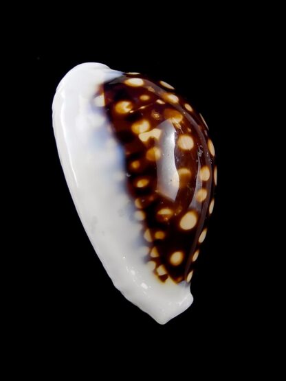 Cypraea exmouthensis magnifica. 32,7 mm F+++-24041