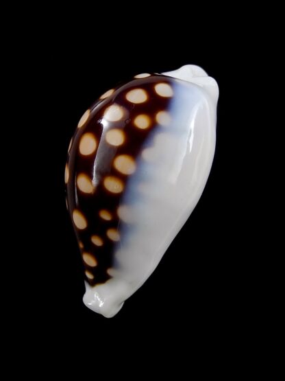 Cypraea exmouthensis magnifica. 32,7 mm F+++-24040