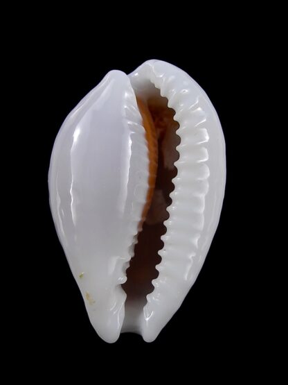 Cribrarula exmouthensis magnifica 33,5 mm Gem (-)-24050
