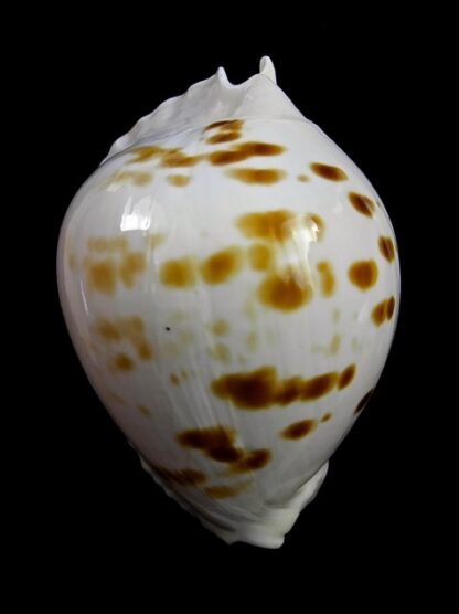 Zoila marginata orientalis 59,7 mm F+++/Gem-24292