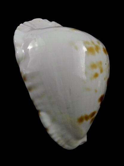 Zoila marginata orientalis 59,7 mm F+++/Gem-24293