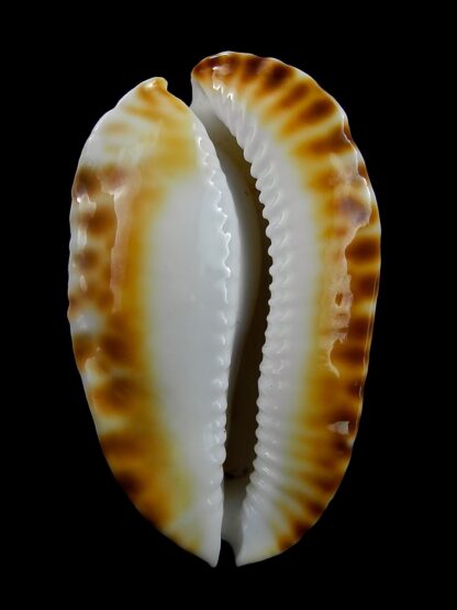 Zoila marginata bataviensis 50,1 mm Gem (-)-24380