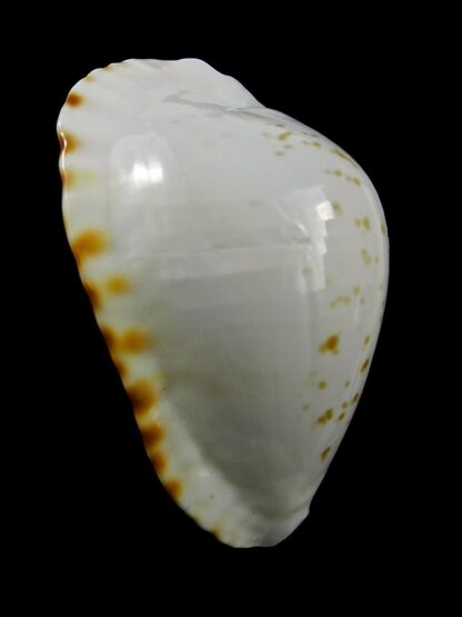 Zoila marginata bataviensis 50,1 mm Gem (-)-24381