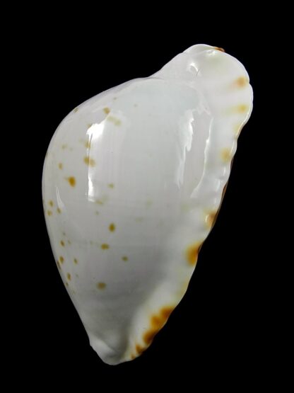 Zoila marginata bataviensis 50,1 mm Gem (-)-24382