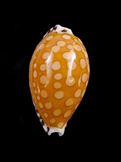 Cribrarula cumingii cumingii 17,3 mm Gem-24172