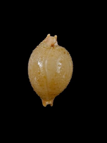 Pustularia cicercula cicercula 19,1 mm Gem-24604