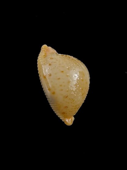 Pustularia cicercula cicercula 19,1 mm Gem-24607