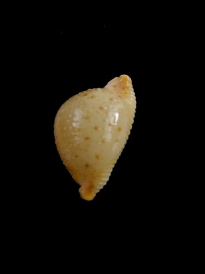 Pustularia cicercula cicercula 19,1 mm Gem-24605