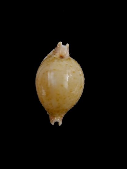 Pustularia cicercula cicercula 19,8 mm Gem-24618