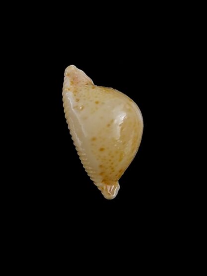 Pustularia cicercula cicercula 19,8 mm Gem-24622