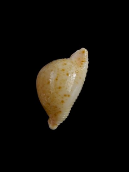 Pustularia cicercula cicercula 19,8 mm Gem-24620