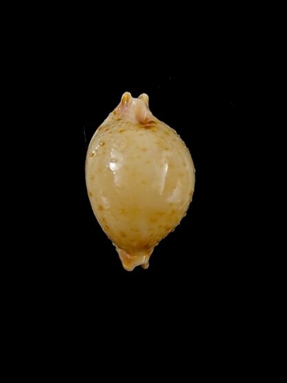 Pustularia cicercula cicercula 18 mm Gem-24543