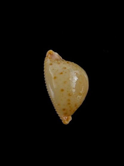 Pustularia cicercula cicercula 18 mm Gem-24545