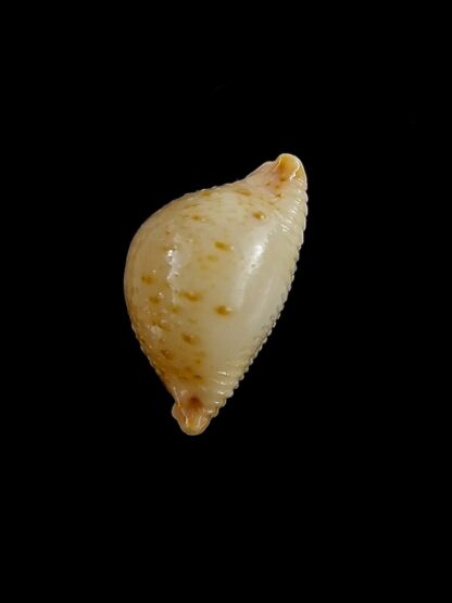 Pustularia cicercula cicercula 18 mm Gem-24546