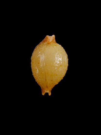 Pustularia cicercula cicercula 18,5 mm Gem-24574