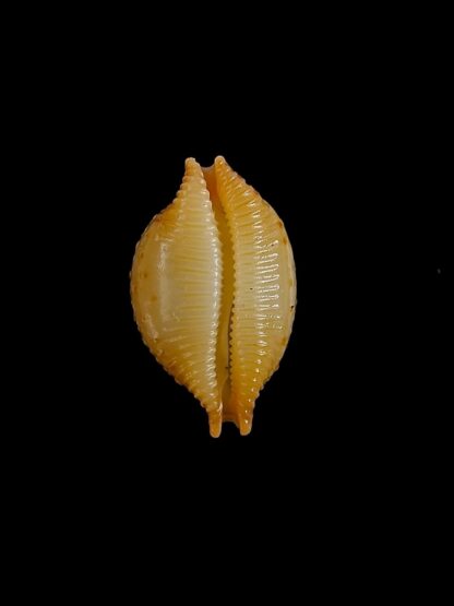 Pustularia cicercula cicercula 18,5 mm Gem-24573