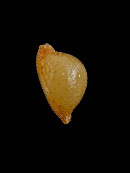 Pustularia cicercula cicercula 18,5 mm Gem-24576