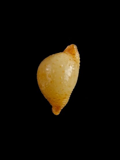 Pustularia cicercula cicercula 18,5 mm Gem-24577