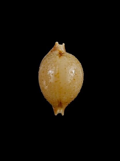 Pustularia cicercula cicercula 18,51 mm Gem-24584