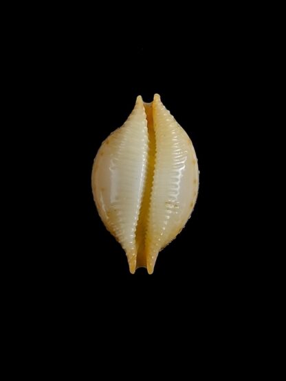Pustularia cicercula cicercula 18,51 mm Gem-24583