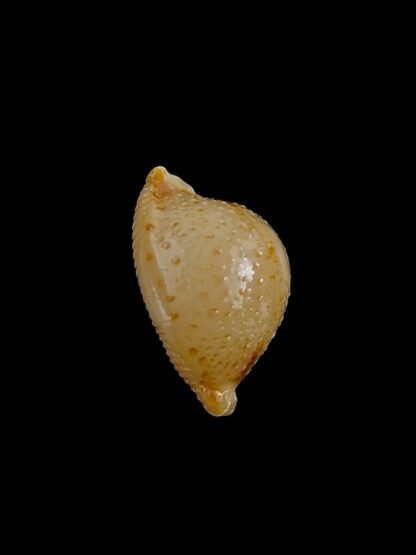 Pustularia cicercula cicercula 18,51 mm Gem-24585
