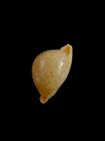 Pustularia cicercula cicercula 18,51 mm Gem-24586