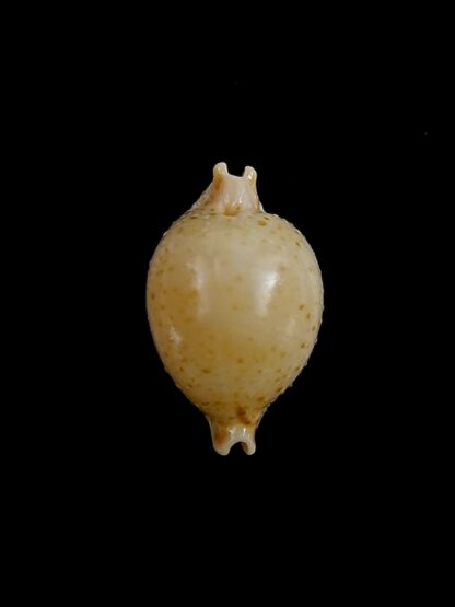 Pustularia cicercula cicercula 18,1 mm Gem-24553
