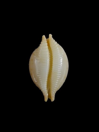Pustularia cicercula cicercula 18,1 mm Gem-24554