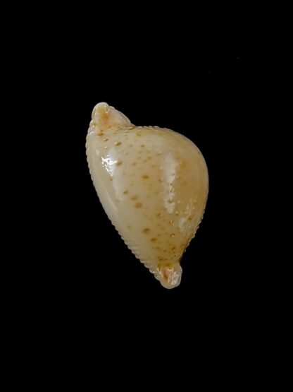 Pustularia cicercula cicercula 18,1 mm Gem-24555
