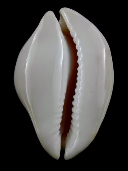 Zoila venusta roseopunctata roseoimmaculata .. Deep water f. ... 68,9 mm F+++/Gem-24754