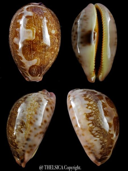 Leporicypraea mappa viridis montrouzieri 76,1 mm Gem-0