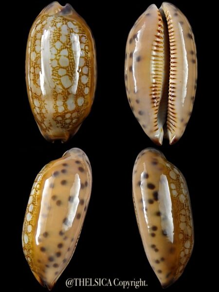 Mauritia scurra indica 39,6 mm Gem-0