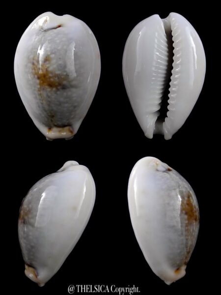 Cypraea boivinii f. cuatoni 27,5 mm Gem-0