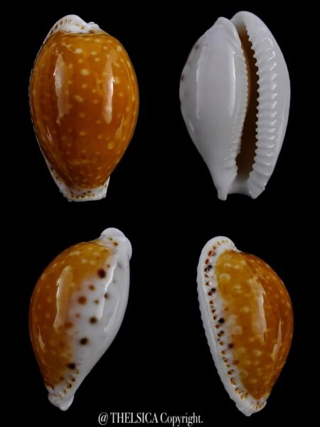Naria cernica ogasawarensis 29 mm Gem-0